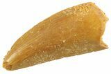 Serrated Raptor Tooth - Real Dinosaur Tooth #347071-1